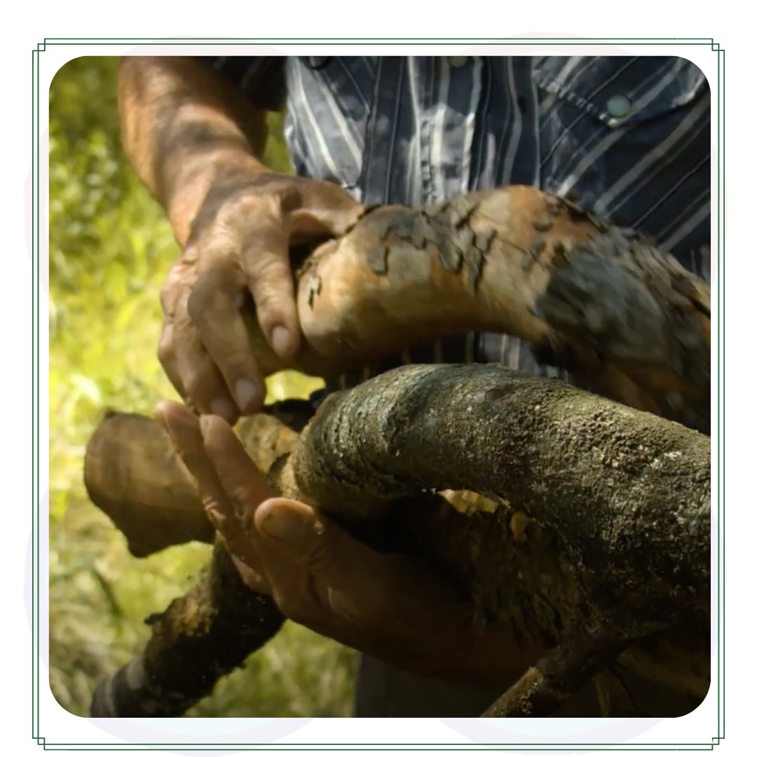 manejo silvipastoril da floresta chaquenha com produção sustentável de madeira, carne e mel
