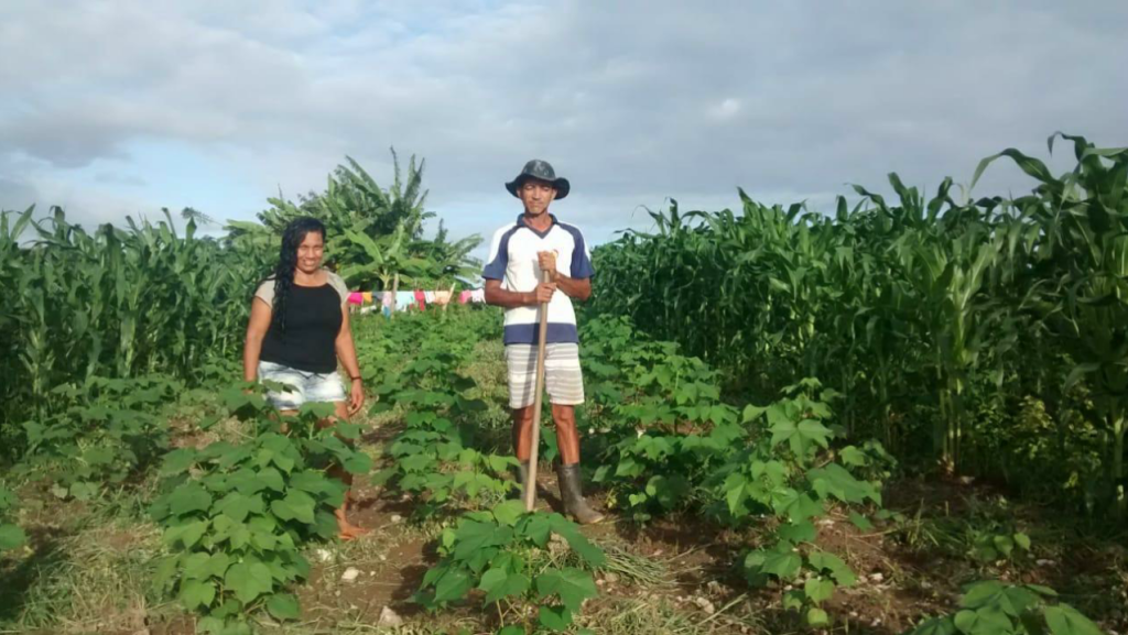 Janea e Uilson no roçado em consórcio agroecológico. Fonte: CDJBC/Diaconia.